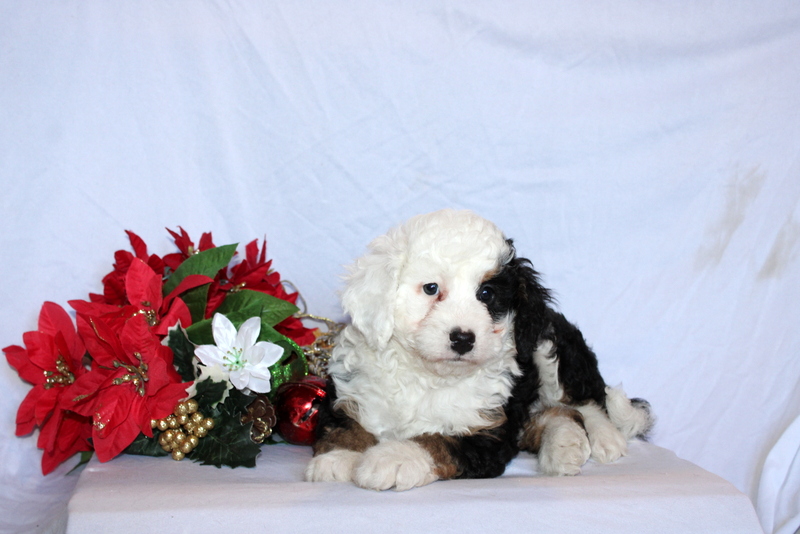 puppy, for, sale, Mini Bernedoodle F2, Matthew B. Stoltzfus, dog, breeder, Gap, PA, dog-breeder, puppy-for-sale, forsale, nearby, find, puppyfind, locator, puppylocator, aca